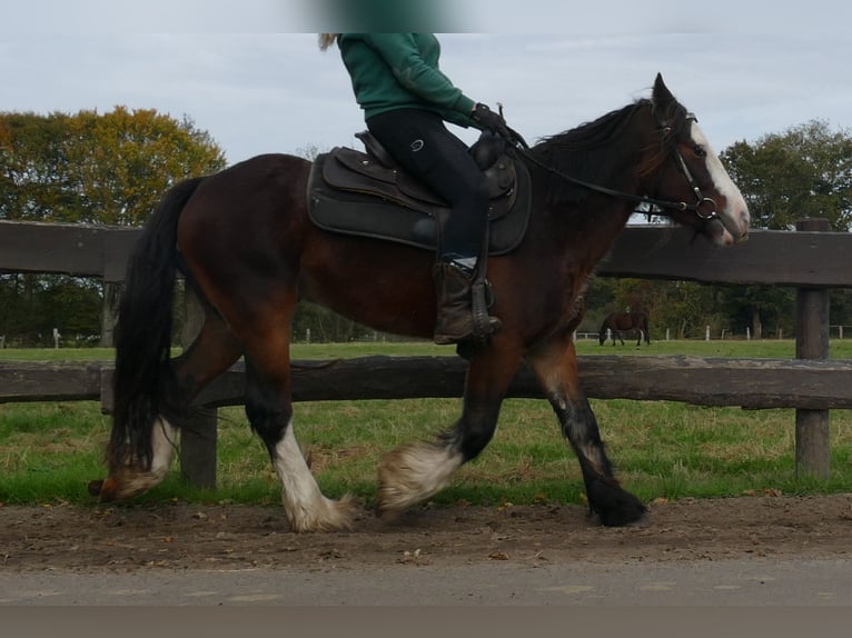 Tinker Wallach 4 Jahre 139 cm in Lathen