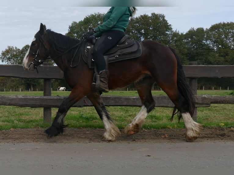 Tinker Wallach 4 Jahre 139 cm in Lathen