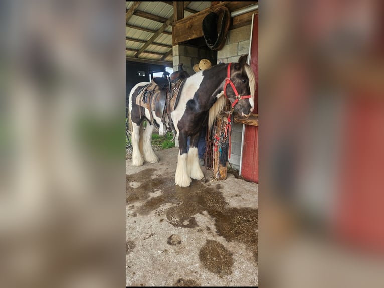 Tinker Wallach 4 Jahre 140 cm Schecke in New York