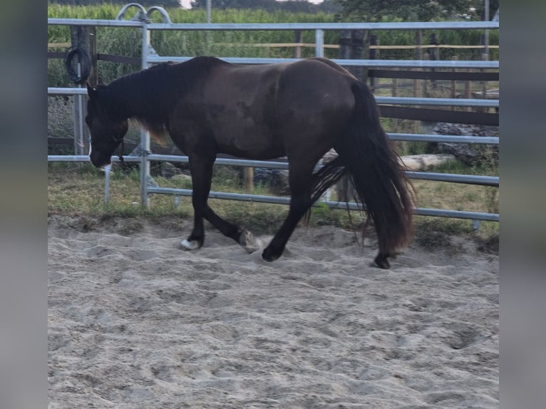 Tinker Mix Wallach 4 Jahre 140 cm Schwarzbrauner in Olfen