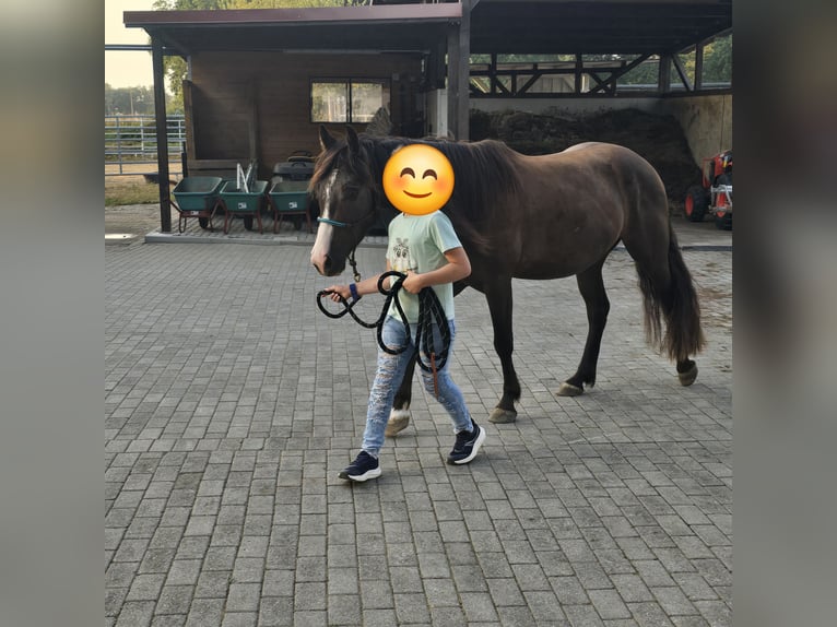 Tinker Mix Wallach 4 Jahre 140 cm Schwarzbrauner in Olfen