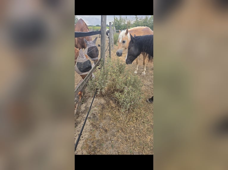 Tinker Mix Wallach 4 Jahre 140 cm Schwarzbrauner in Olfen