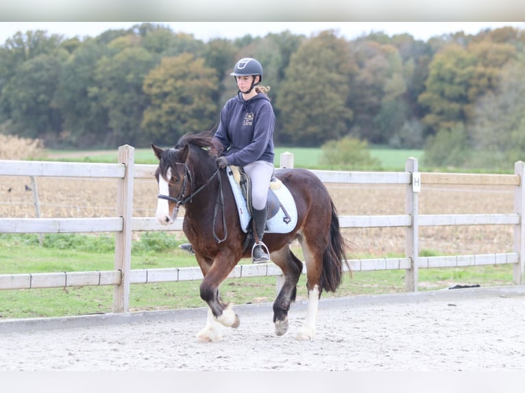 Tinker Wallach 4 Jahre 142 cm Brauner in Bogaarden