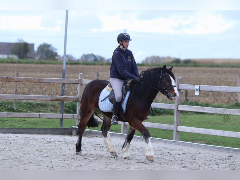 Tinker Wallach 4 Jahre 142 cm Brauner in Bogaarden