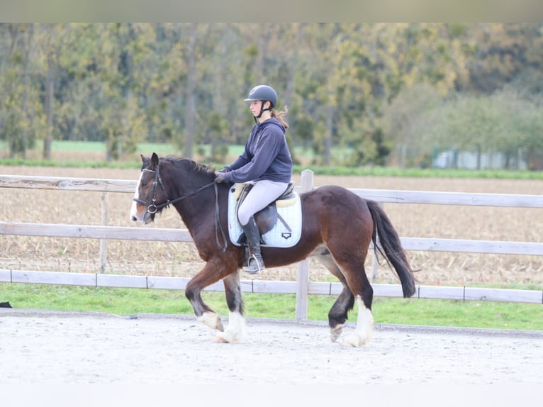 Tinker Wallach 4 Jahre 142 cm Brauner in Bogaarden