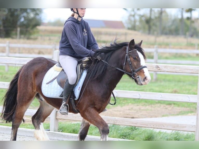 Tinker Wallach 4 Jahre 142 cm Brauner in Bogaarden