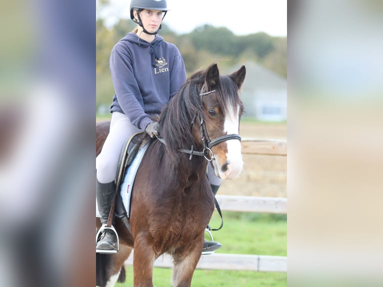 Tinker Wallach 4 Jahre 142 cm Brauner in Bogaarden