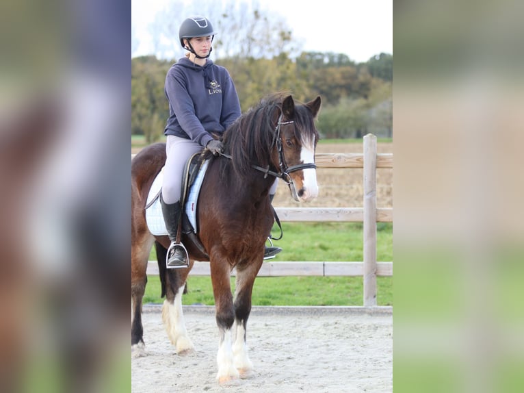 Tinker Wallach 4 Jahre 142 cm Brauner in Bogaarden Tinker Wallach 4 Jahre 142 cm Brauner in Bogaarden