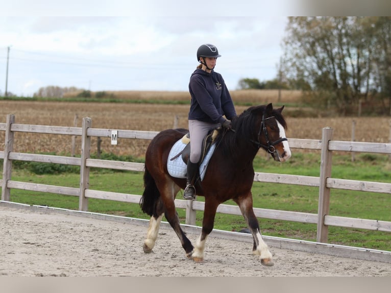 Tinker Wallach 4 Jahre 142 cm Brauner in Bogaarden Tinker Wallach 4 Jahre 142 cm Brauner in Bogaarden