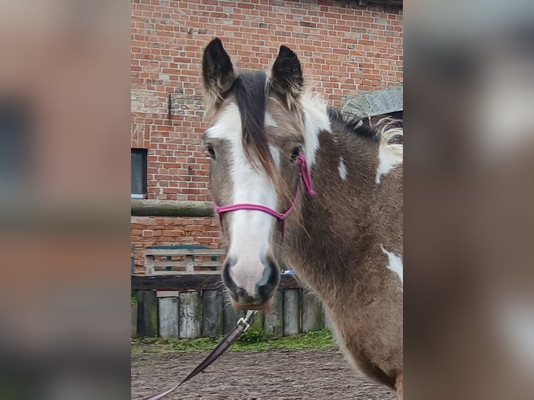 Tinker Wallach 4 Jahre 142 cm Buckskin in Wittstock