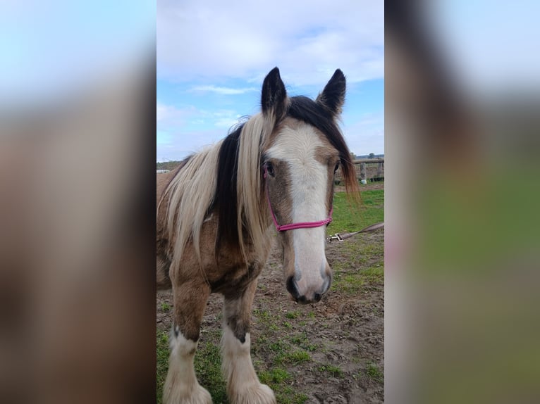 Tinker Wallach 4 Jahre 142 cm Buckskin in Wittstock