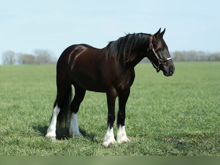 Tinker Mix Wallach 4 Jahre 142 cm Rappe in Mount Vernon