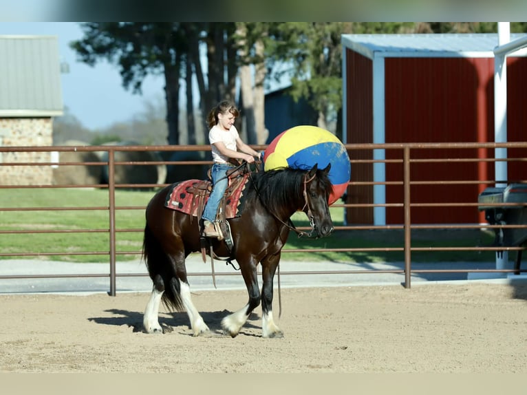 Tinker Mix Wallach 4 Jahre 142 cm Rappe in Mount Vernon