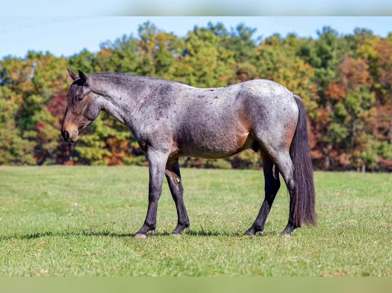 Tinker Mix Wallach 4 Jahre 142 cm Roan-Bay in Clearville