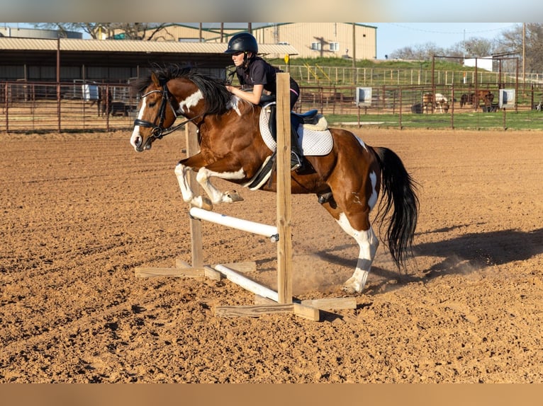 Tinker Mix Wallach 4 Jahre 142 cm Schecke in Mc Connellsburg