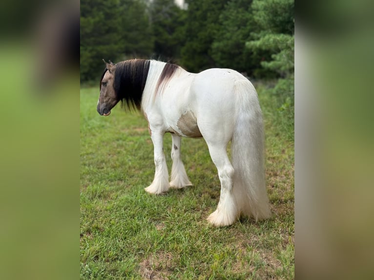 Tinker Wallach 4 Jahre 142 cm Tobiano-alle-Farben in Leslie