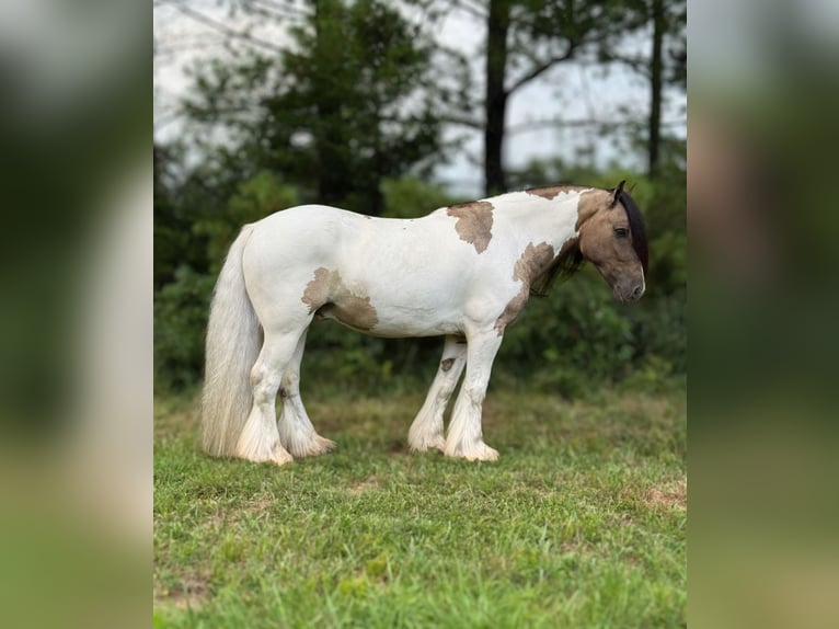 Tinker Wallach 4 Jahre 142 cm Tobiano-alle-Farben in Leslie