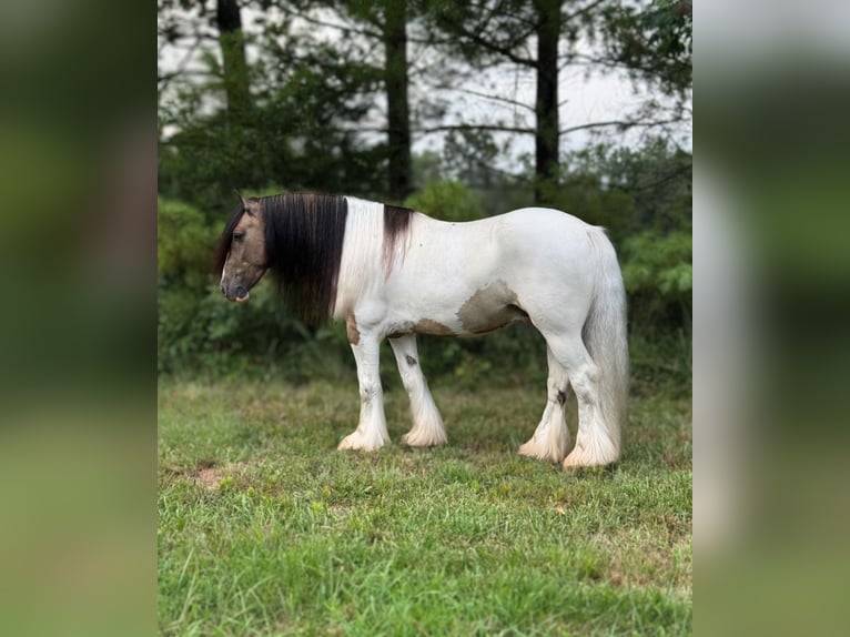 Tinker Wallach 4 Jahre 142 cm Tobiano-alle-Farben in Leslie