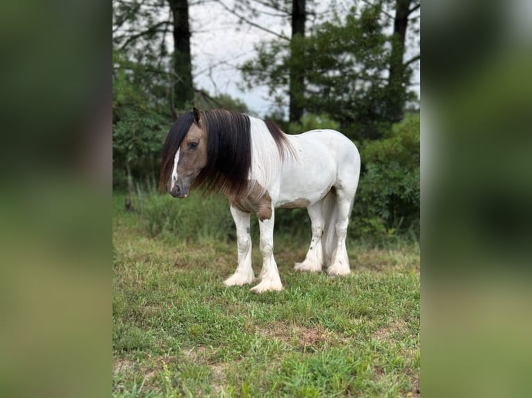 Tinker Wallach 4 Jahre 142 cm Tobiano-alle-Farben in Leslie
