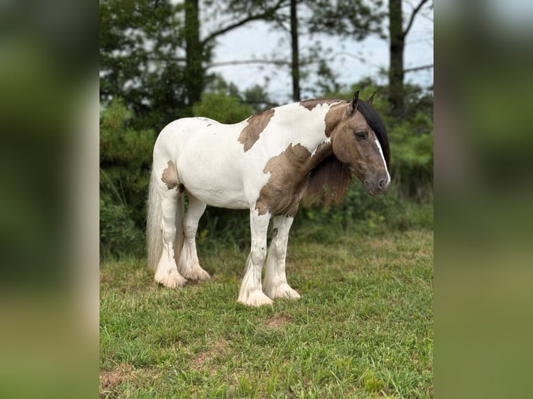 Tinker Wallach 4 Jahre 142 cm Tobiano-alle-Farben in Leslie