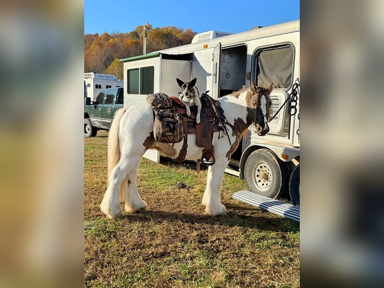 Tinker Wallach 4 Jahre 142 cm Tobiano-alle-Farben in Leslie