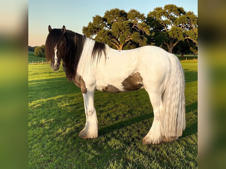 Tinker Wallach 4 Jahre 142 cm Tobiano-alle-Farben in Leslie
