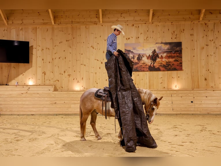 Tinker Mix Wallach 4 Jahre 142 cm  in Needmore, PA