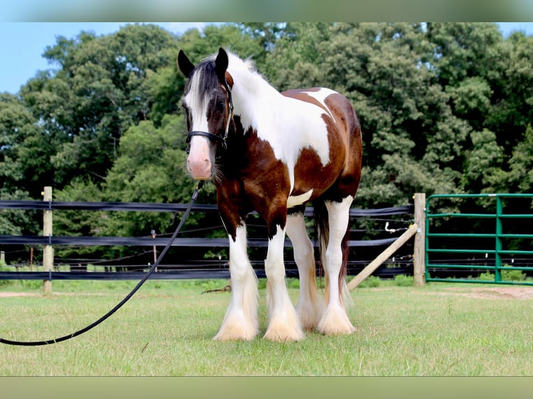 Tinker Wallach 4 Jahre 142 cm  in Richland