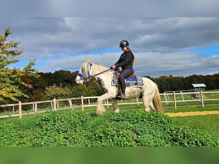 Tinker Wallach 4 Jahre 143 cm Schecke in Linkenbach