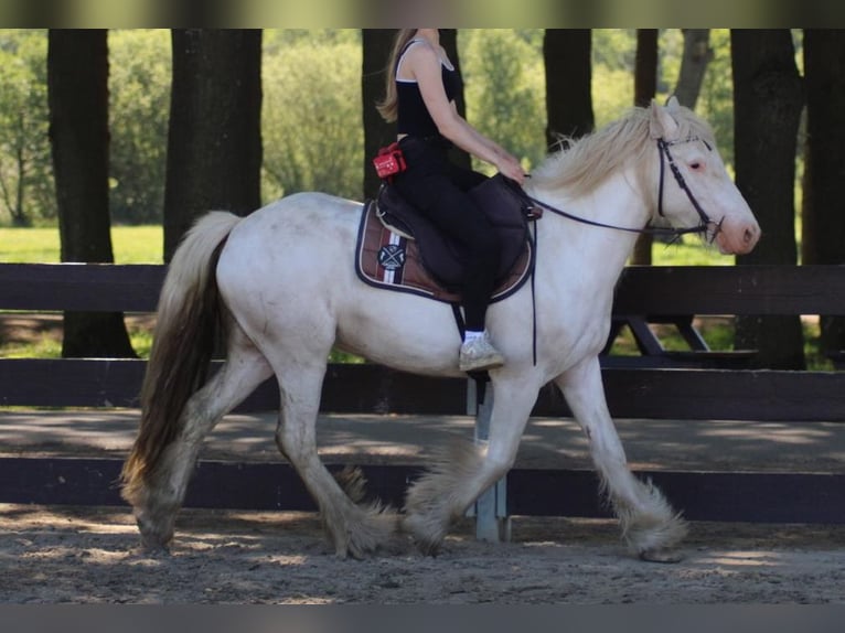 Tinker Wallach 4 Jahre 143 cm Schimmel in Lathen