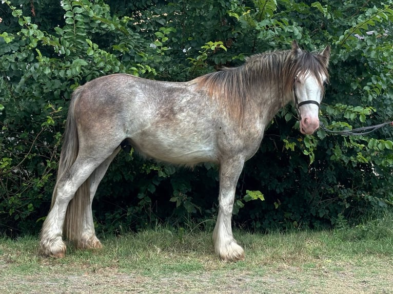 Tinker Wallach 4 Jahre 144 cm in Csabacs&#x171;d