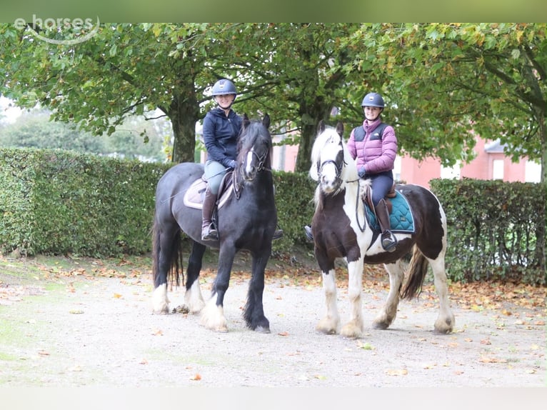 Tinker Wallach 4 Jahre 144 cm Rappe in Pepingen