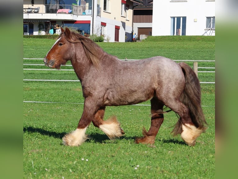 Tinker Wallach 4 Jahre 144 cm Roan-Red in Besenb&#xFC;ren