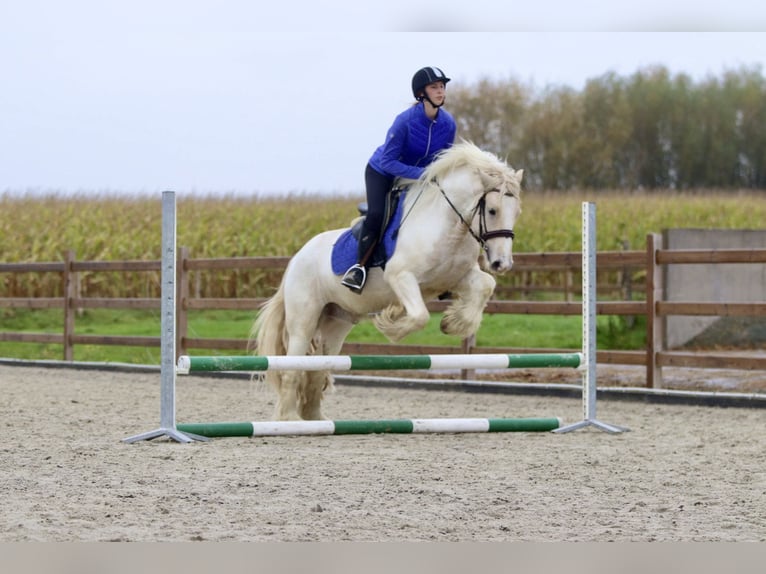 Tinker Wallach 4 Jahre 145 cm Palomino in Bogaarden