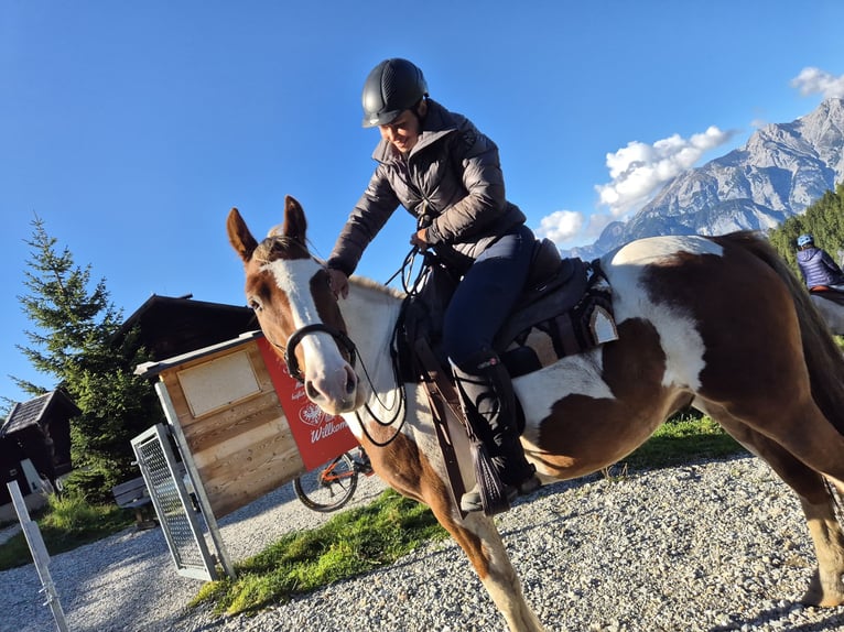 Tinker Mix Wallach 4 Jahre 145 cm Schecke in Dalaas