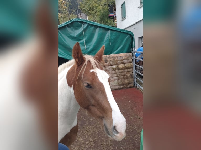 Tinker Mix Wallach 4 Jahre 145 cm Schecke in Dalaas