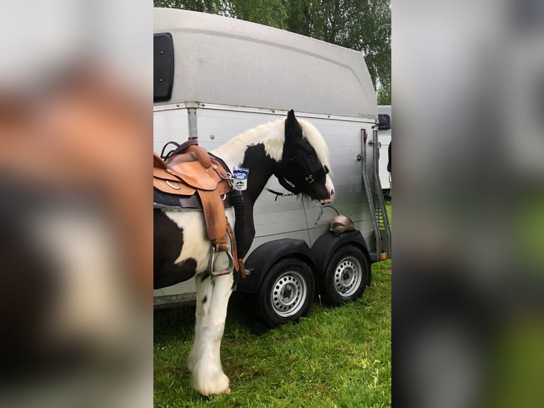 Tinker Wallach 4 Jahre 145 cm Schecke in Memmingen