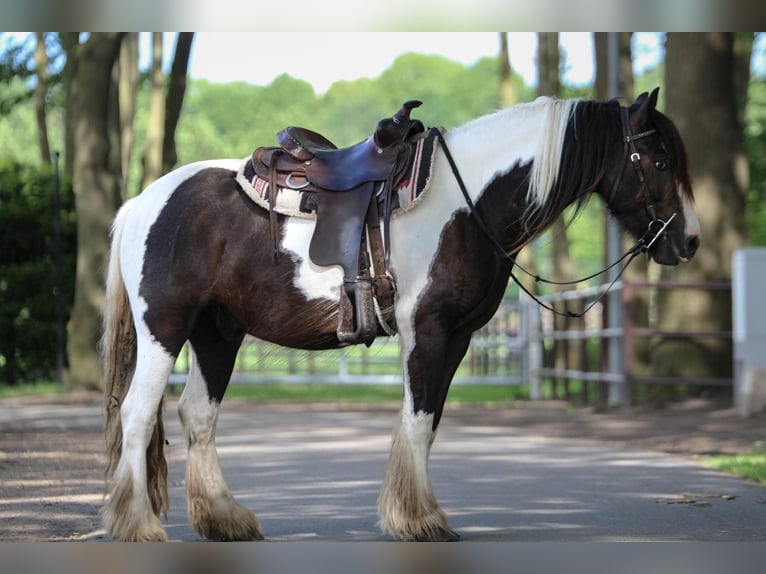 Tinker Wallach 4 Jahre 146 cm Schecke in Lathen