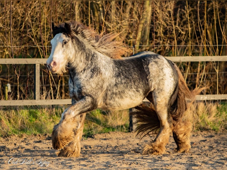 Tinker Wallach 4 Jahre 148 cm Sabino in Møldrup