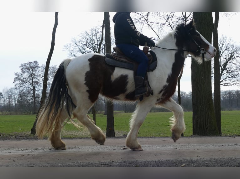 Tinker Wallach 4 Jahre 148 cm Schecke in Lathen