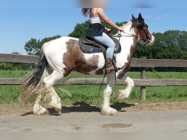 Tinker Wallach 4 Jahre 149 cm Schecke in Lathen