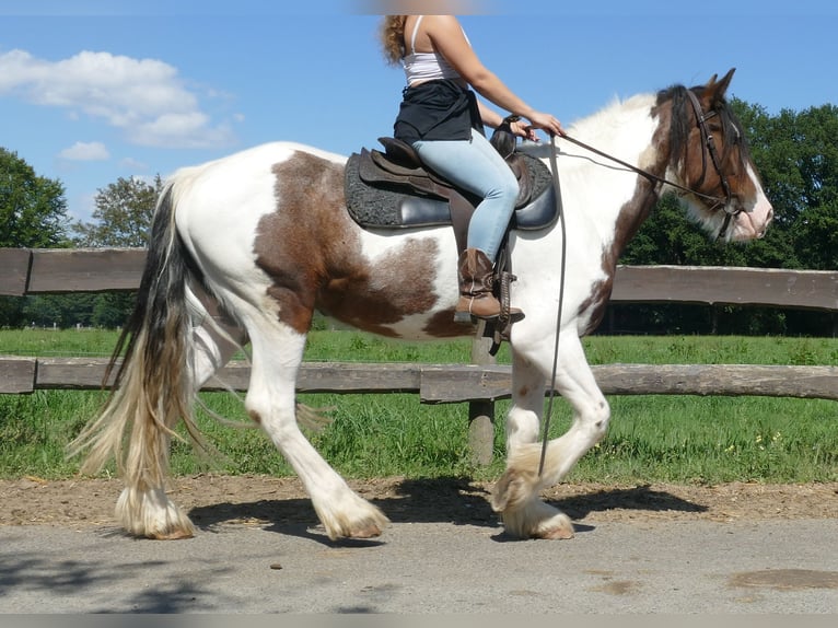 Tinker Wallach 4 Jahre 149 cm Schecke in Lathen
