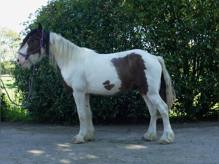 Tinker Wallach 4 Jahre 149 cm Schecke in Lathen