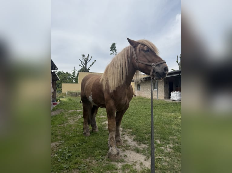 Tinker Mix Wallach 4 Jahre 149 cm Tigerschecke in Teltow