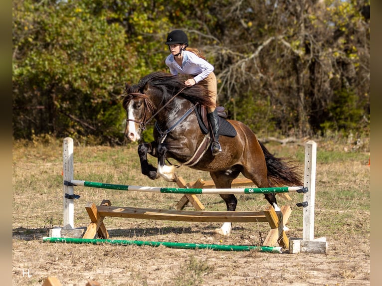 Tinker Mix Wallach 4 Jahre 150 cm Buckskin in Weatherford