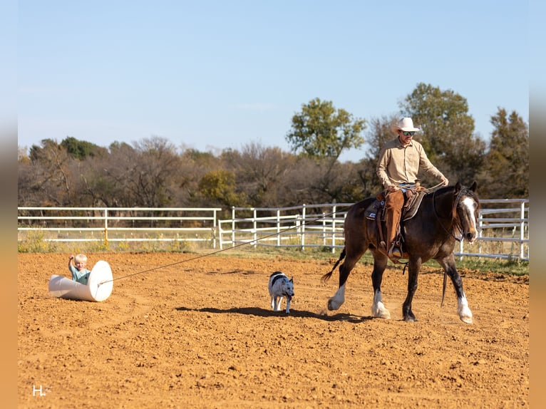 Tinker Mix Wallach 4 Jahre 150 cm Buckskin in Weatherford