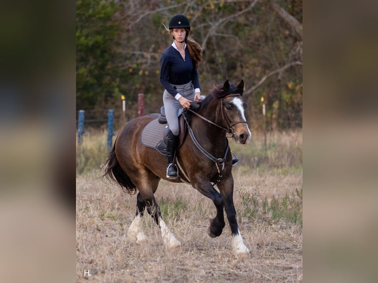 Tinker Mix Wallach 4 Jahre 150 cm Buckskin in Weatherford