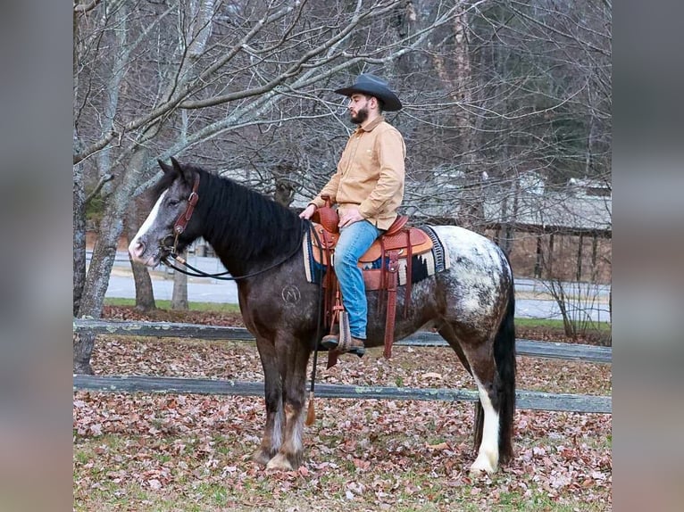 Tinker Mix Wallach 4 Jahre 150 cm Rappe in Blairsville