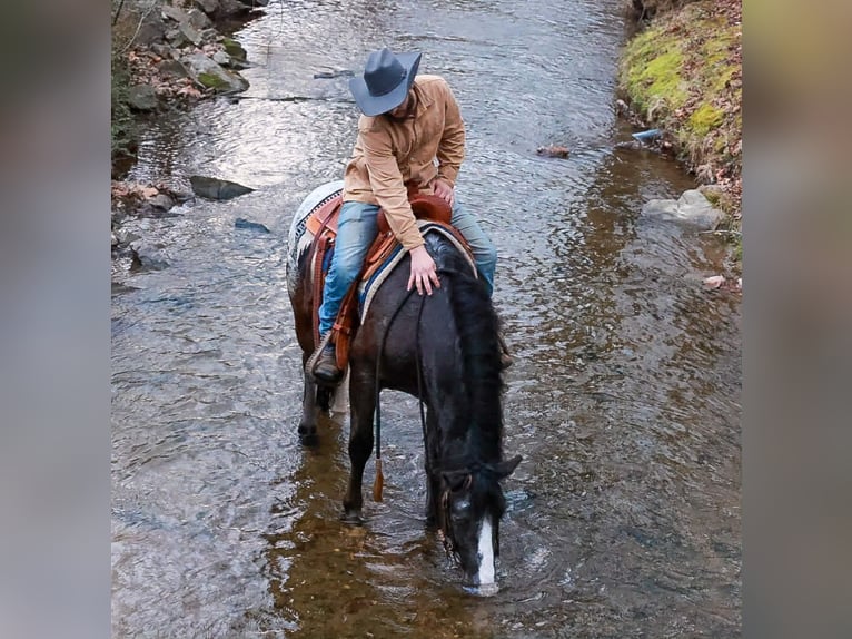 Tinker Mix Wallach 4 Jahre 150 cm Rappe in Blairsville