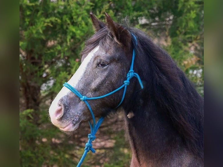 Tinker Mix Wallach 4 Jahre 150 cm Rappe in Blairsville